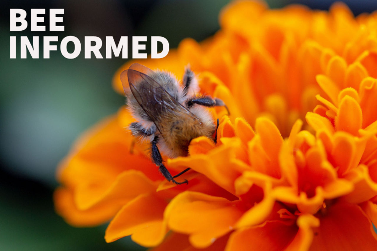 Bee Informed: Attract Pollinators, Bee-Friendly Farming, and Murder Hornets