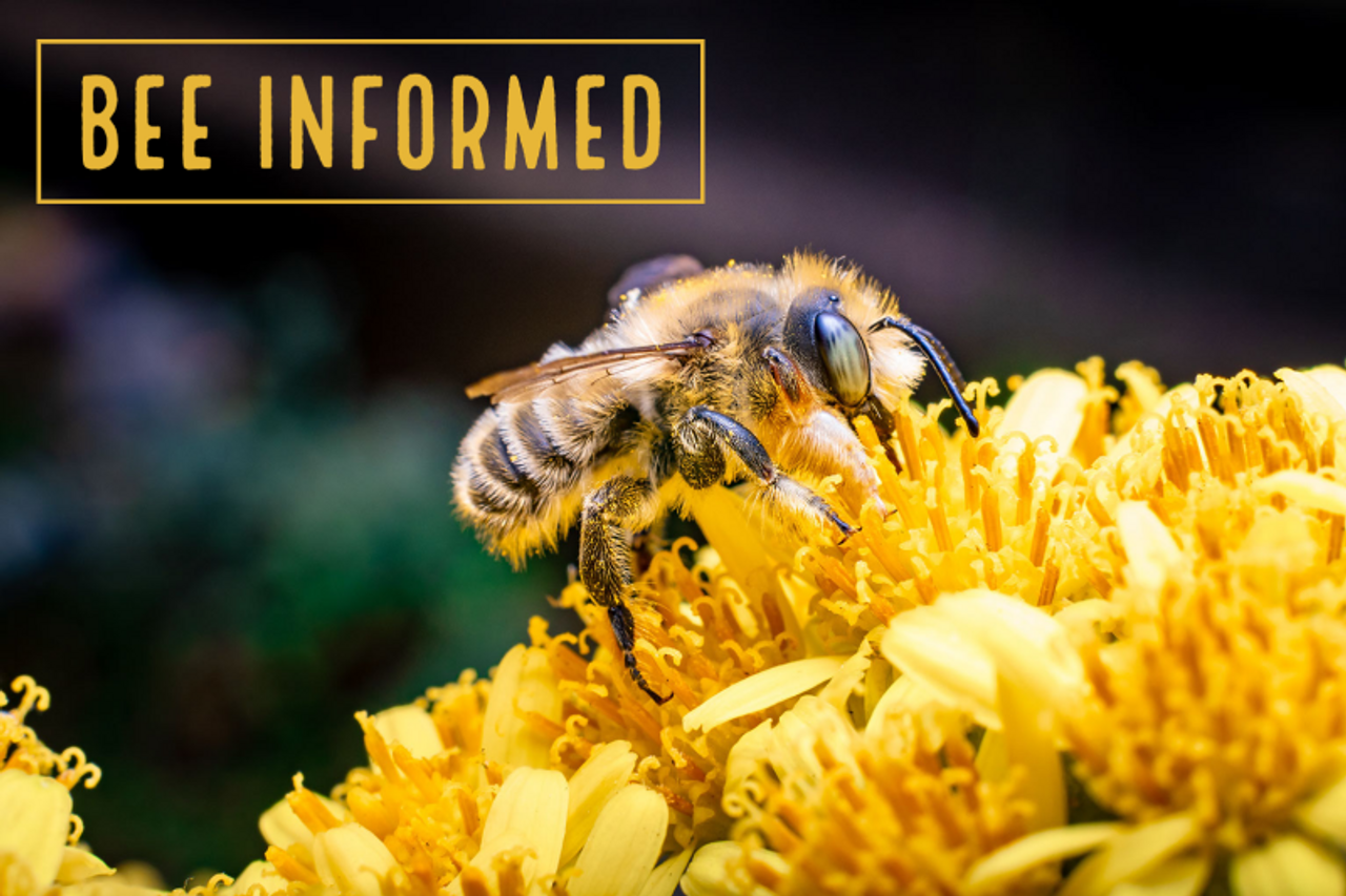 Bee Informed: Protect Bees from Disease, Master Melittologist Program, Bee Identification