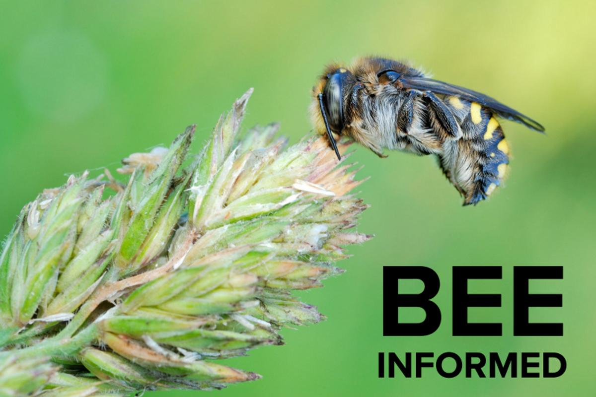 Bee Informed: New Bee Species Added to Oregon Database, Bee Art Throug