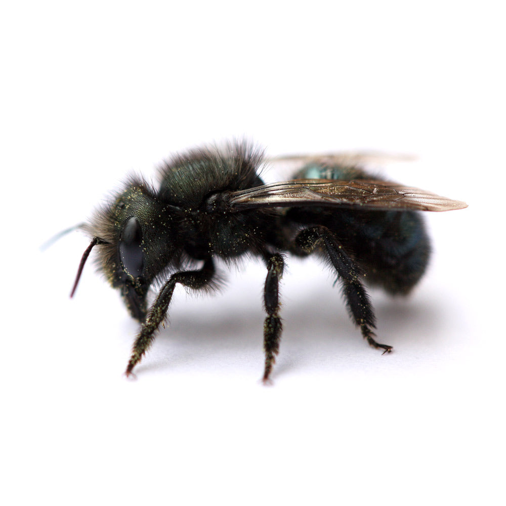 MASON BEE CHARACTERISTICS