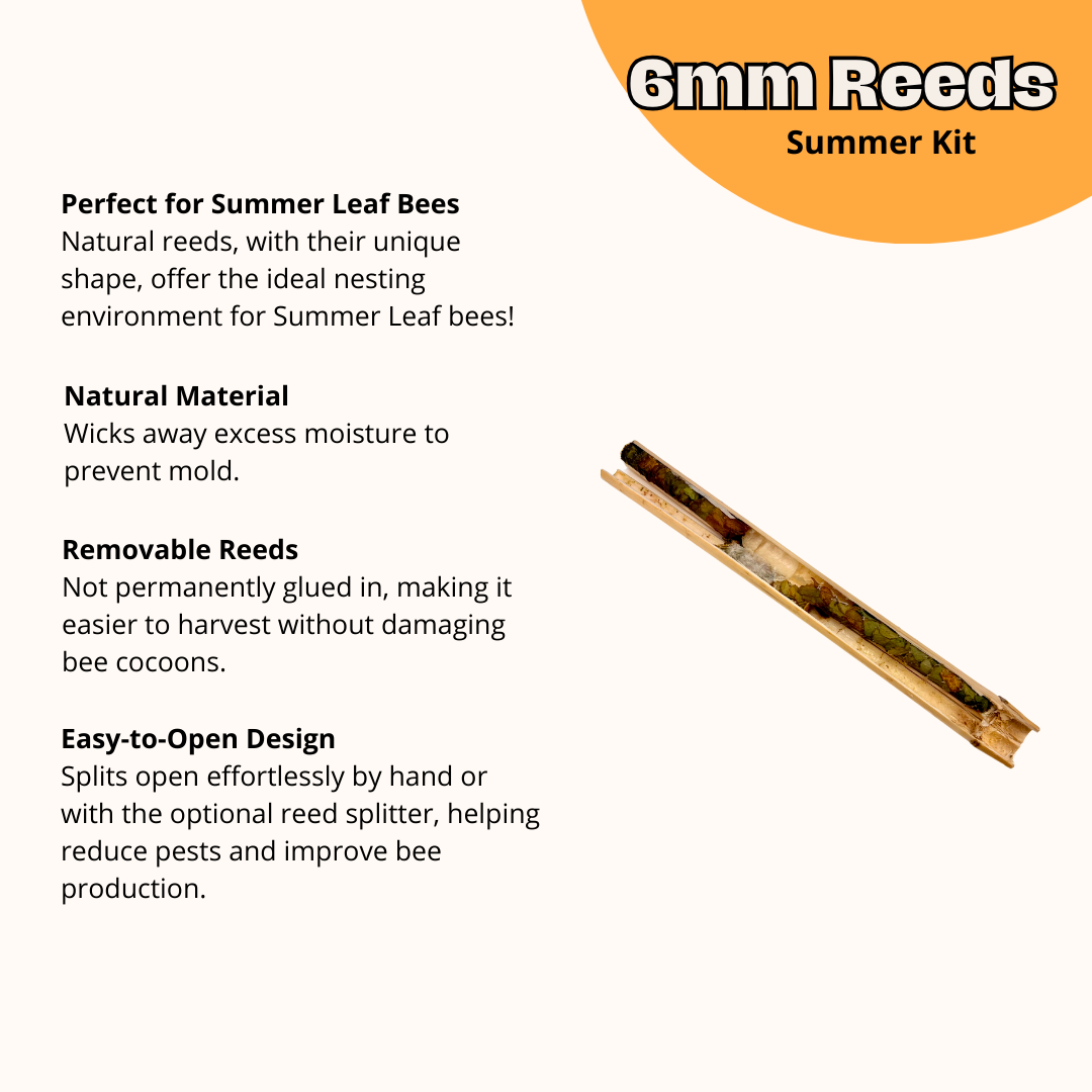 DIY Wild Bee Pollinator Set