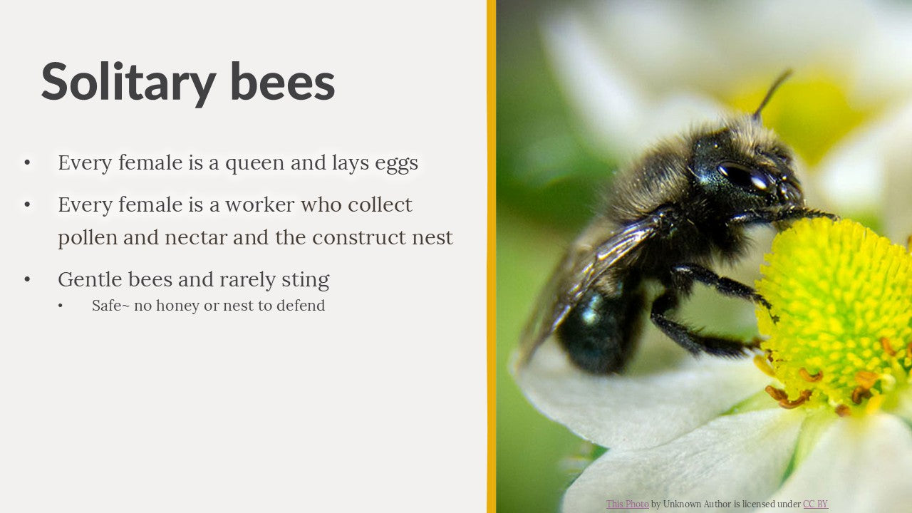 Kids Discover Wild Bees: Build a Bee House Presentation