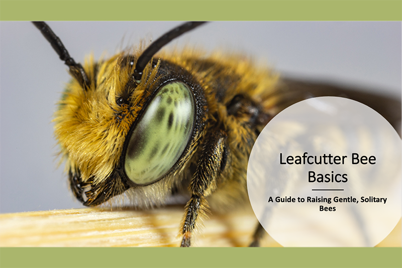 LEAFCUTTER BEE BASICS PPT