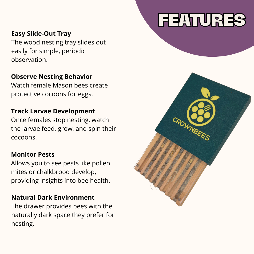 Bee Observer - Solitary Bee Observation Tray