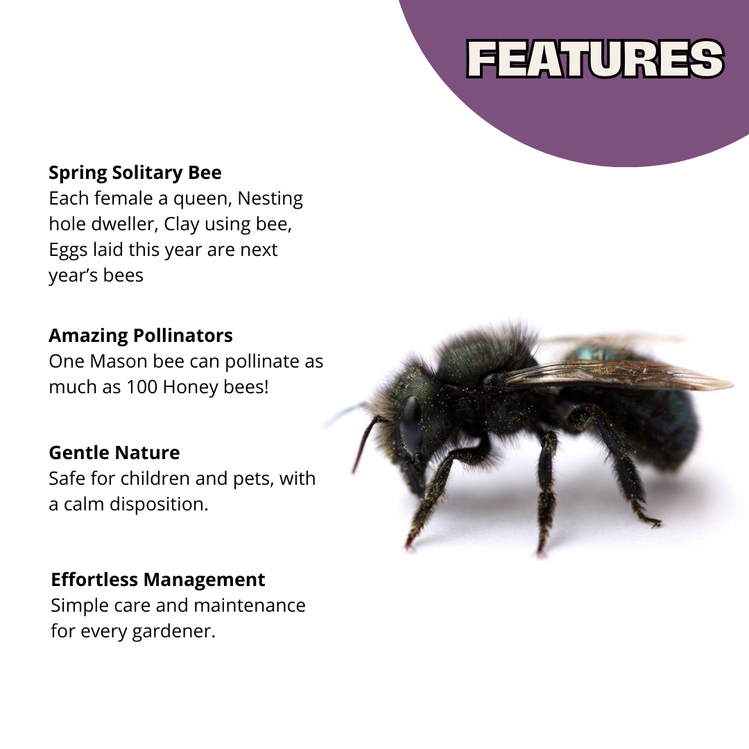 Spring Mason Bees (20ct) - FedEx 2-Day FREE Shipping!