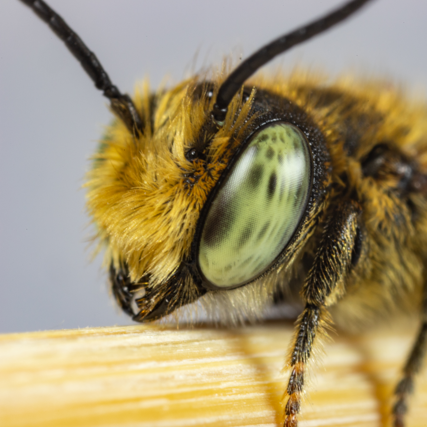 Summer Leaf Bees (200ct) + FedEx 2Day FREE Shipping