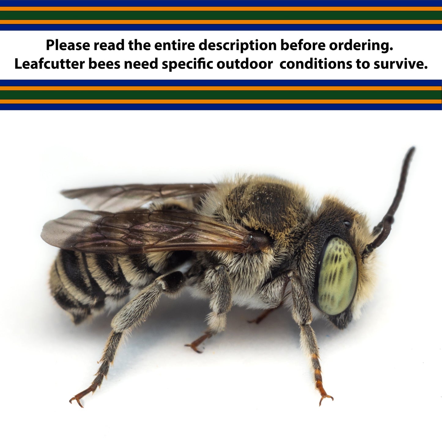Summer Leaf Bees (200ct) + FedEx 2Day FREE Shipping