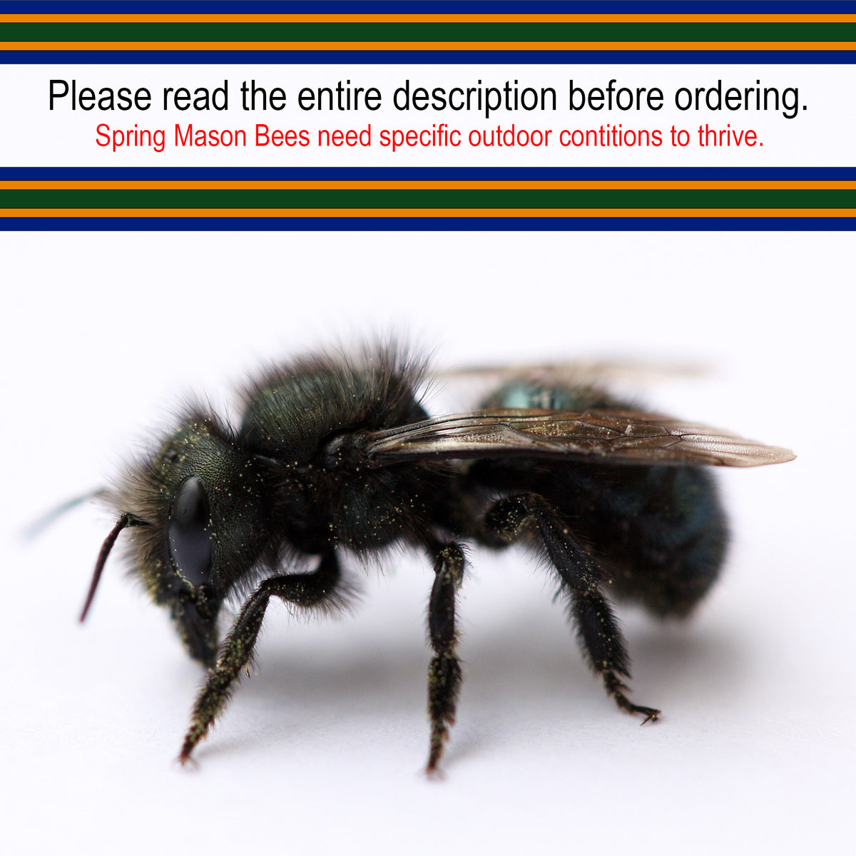 Mason Bees for Sale, Region Specific & OBA Certified Sustainable