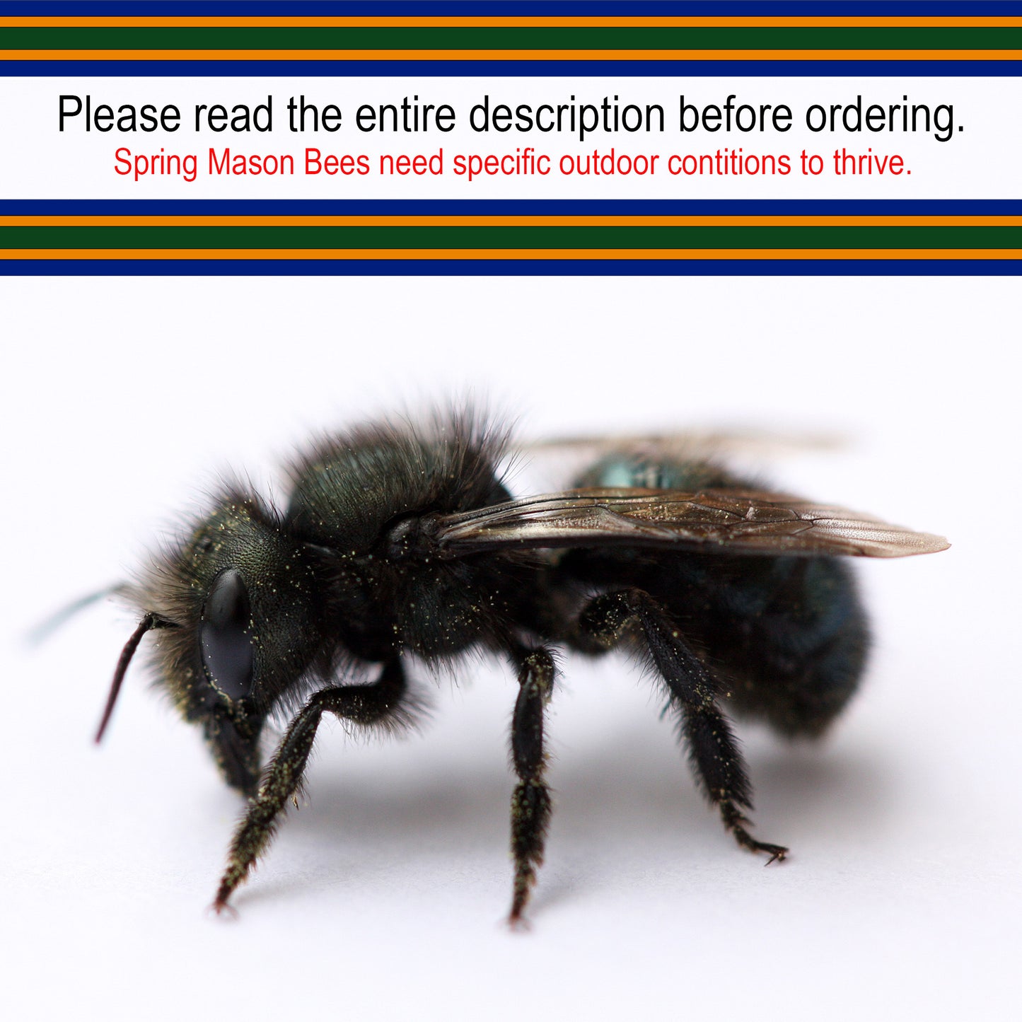 Spring Mason Bees (20ct) - FedEx 2-Day FREE Shipping!