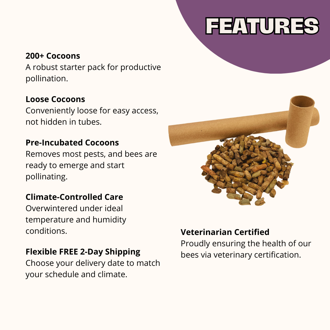 Summer Leaf Bees (200ct) + FedEx 2Day FREE Shipping