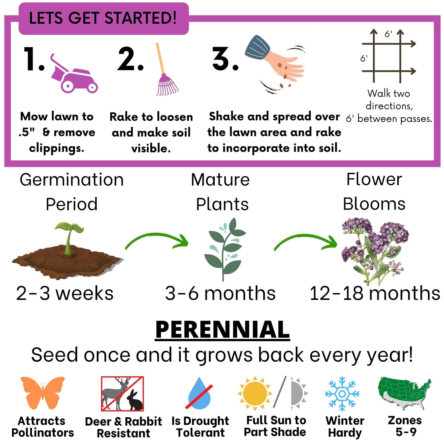 Sweet Alyssum Royal Carpet Seed Pouch