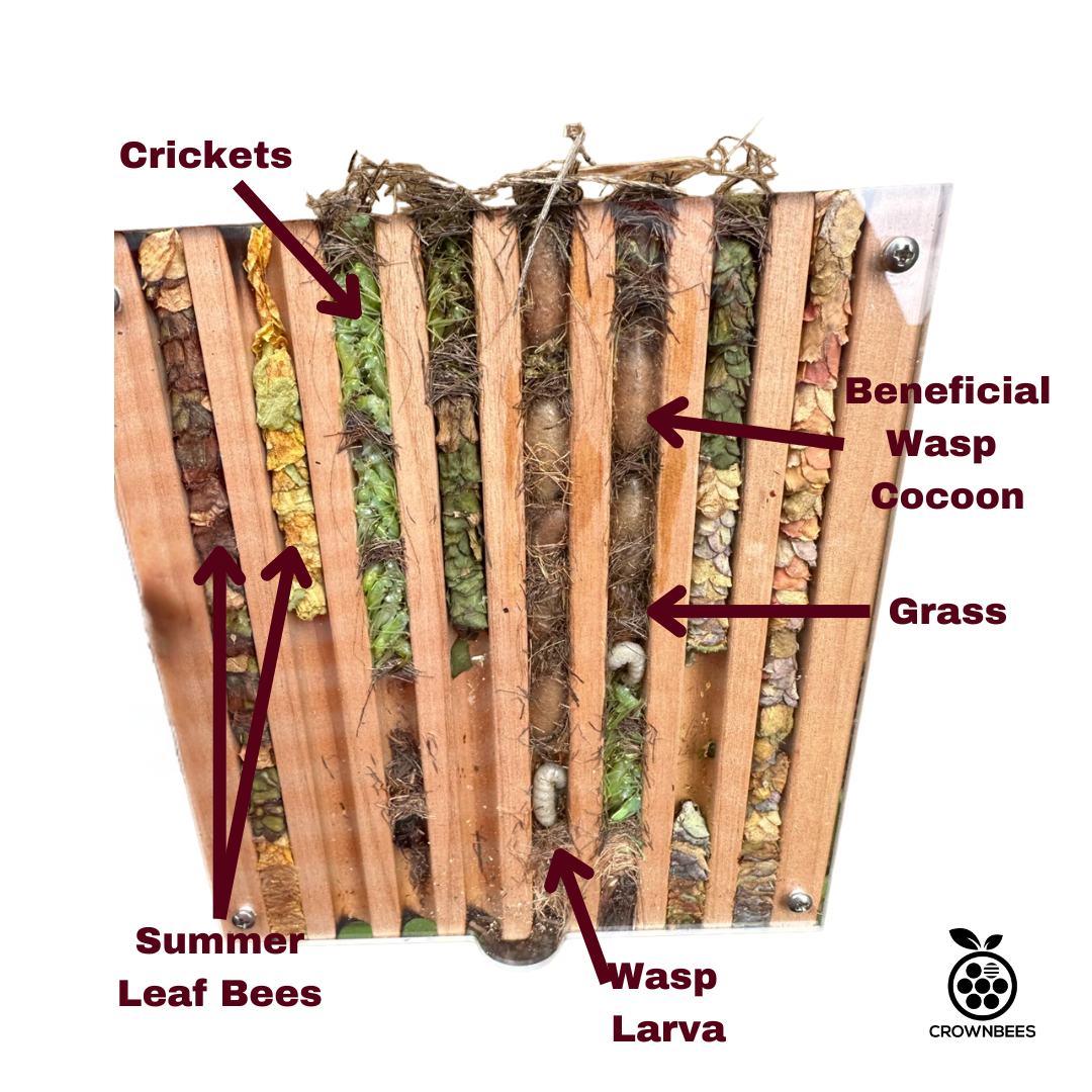 Bee Observer - Solitary Bee Observation Tray