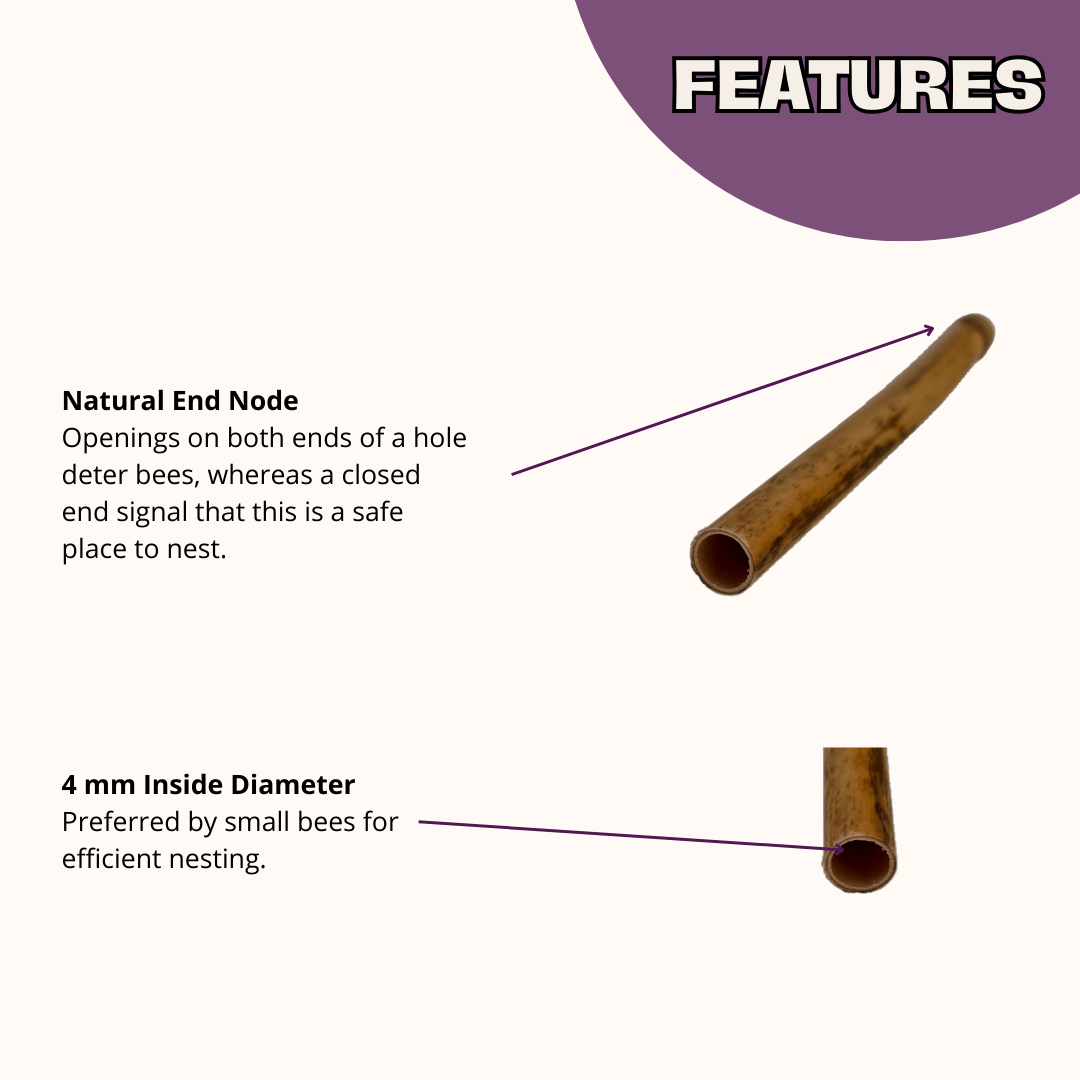 Small Natural Reeds for Wild Bees