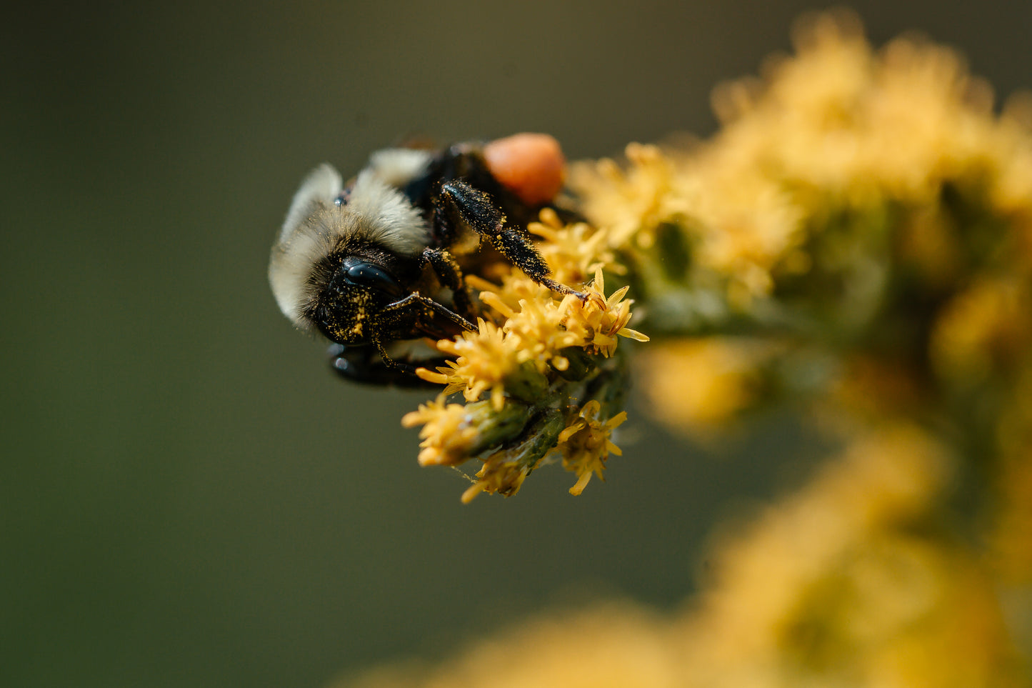 Wild Cavity-Nesting Bees