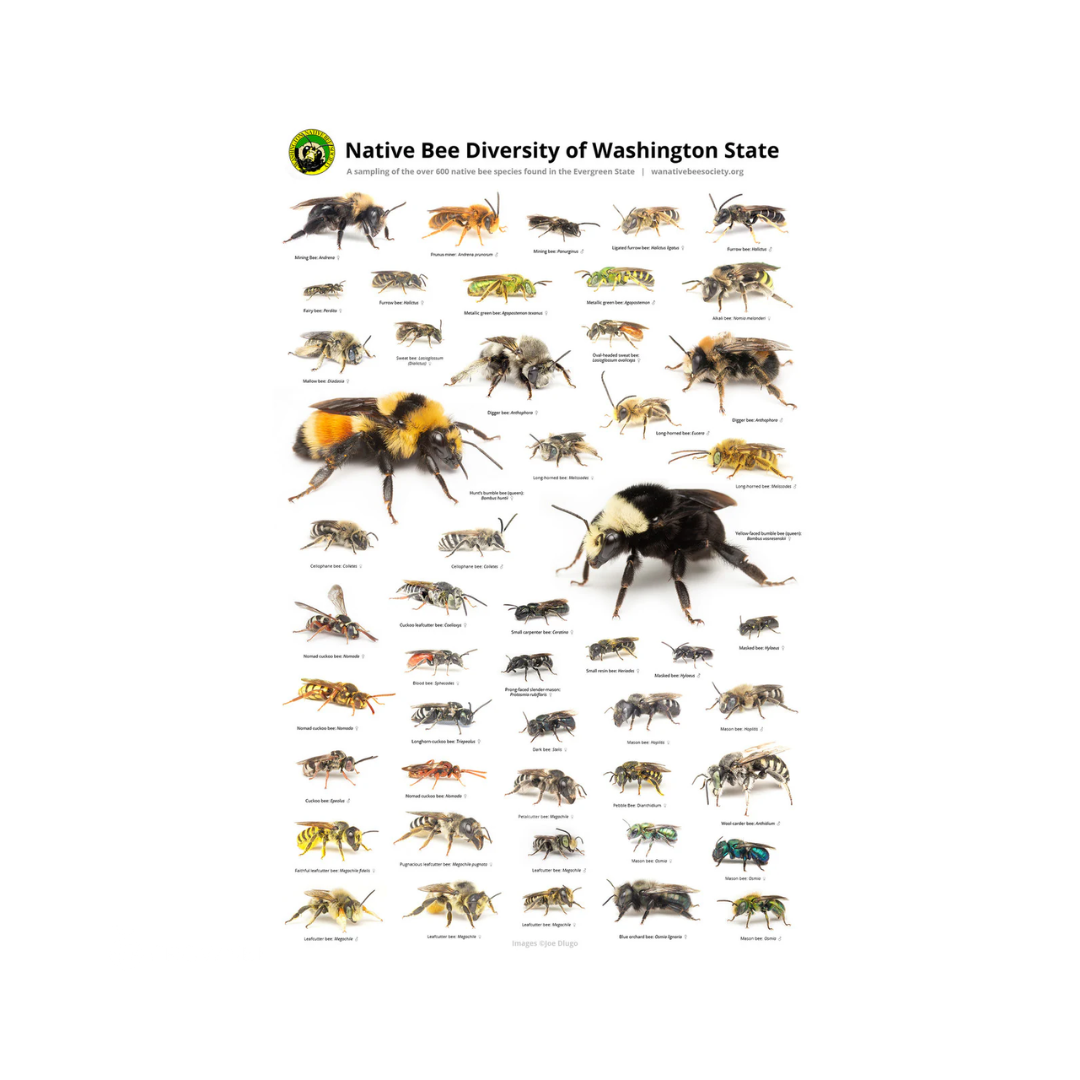 Native Bees of Washington State Poster