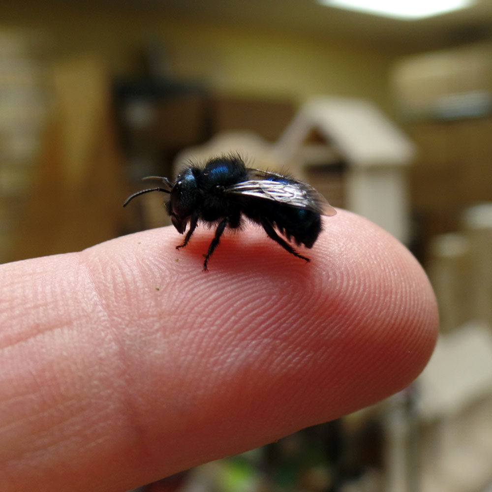 Spring Mason Bees (20ct) - FedEx 2-Day FREE Shipping!