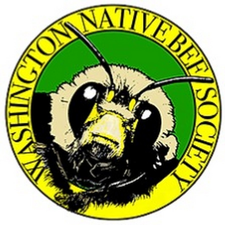 Native Bees of Washington State Poster