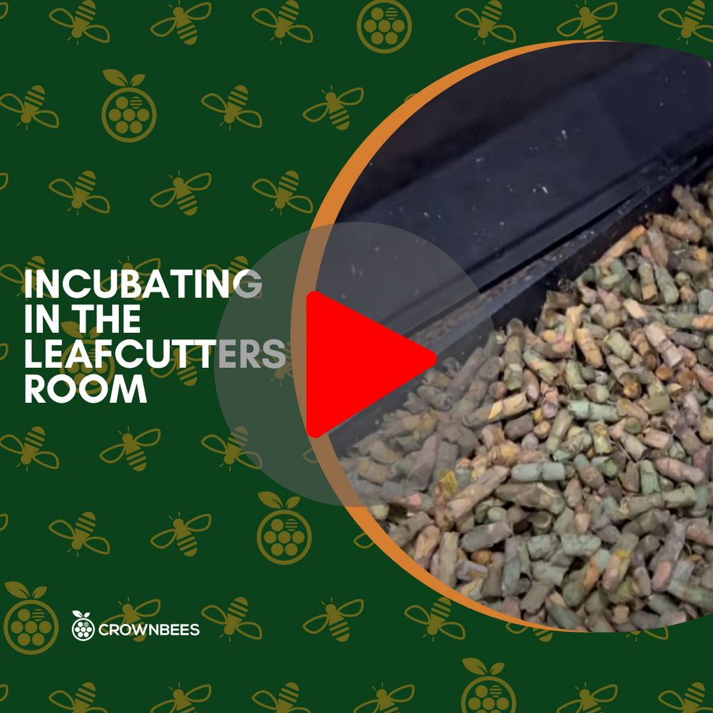 Incubating Leafcutter Bees