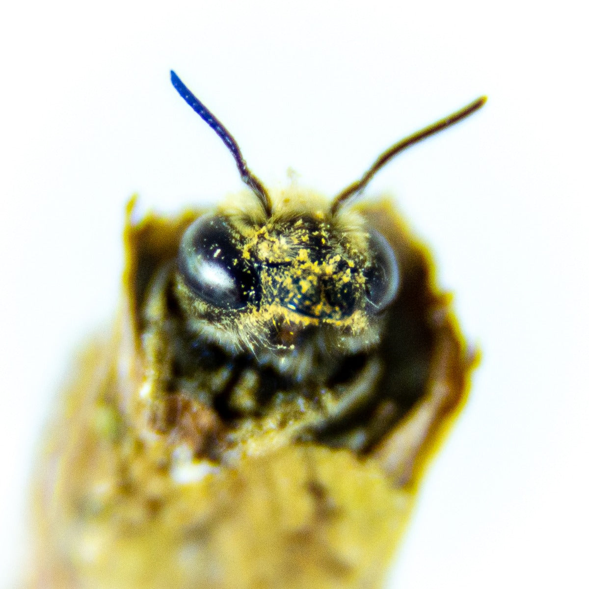 Summer Leaf Bees (200ct) + FedEx 2Day FREE Shipping