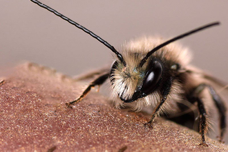 PICKING YOUR MASON BEE SHIP DATE