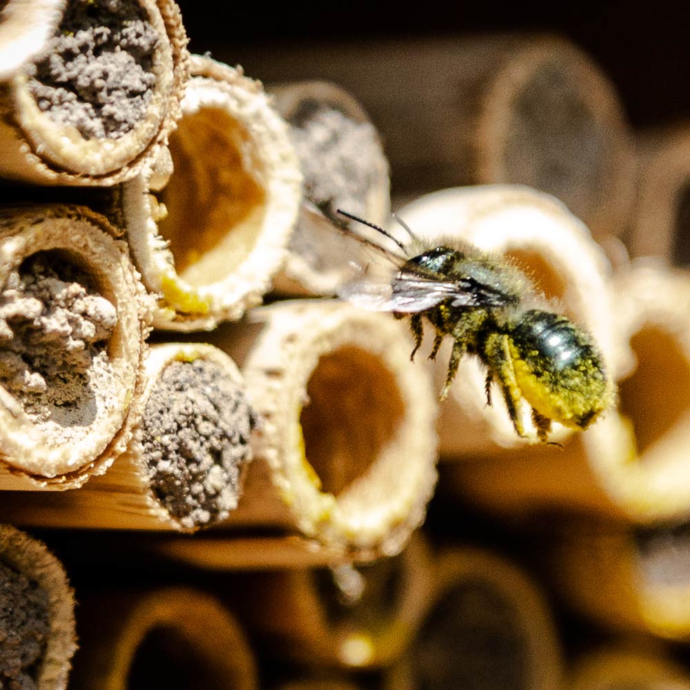 Spring Mason Bees (20ct) - FedEx 2-Day FREE Shipping!