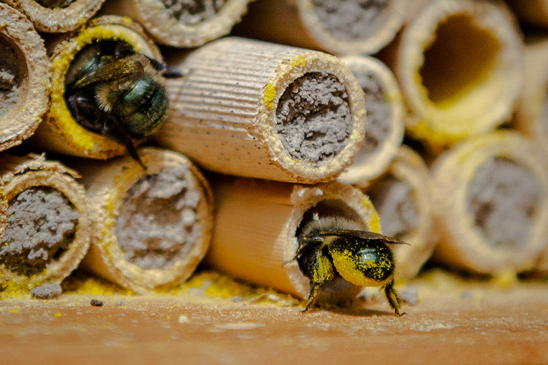 What are Cavity Nesting Bees?