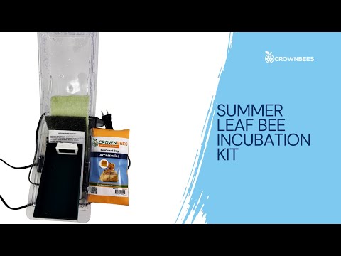 Load and play video in Gallery viewer, Summer Leaf Bee Incubation Kit