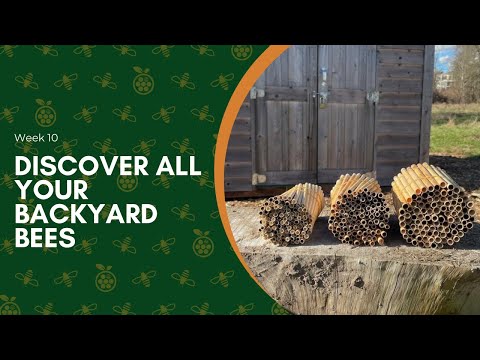 Load and play video in Gallery viewer, Pollinator Pack for Wild Bees - 40 ct