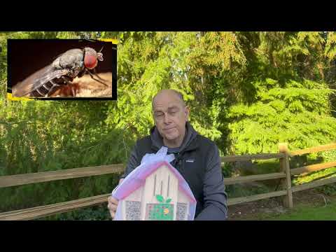Load and play video in Gallery viewer, BeeGuard™ Pest Prevention Bag for Cavity Nesting Bees