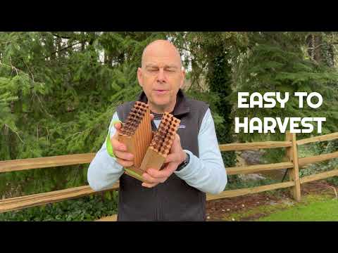 Load and play video in Gallery viewer, Summer Reusable Wood Trays for Summer Leaf Bees
