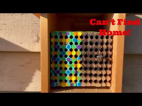 Load and play video in Gallery viewer, Color-Enhanced Spring Wood Trays for Mason Bees - 8mm