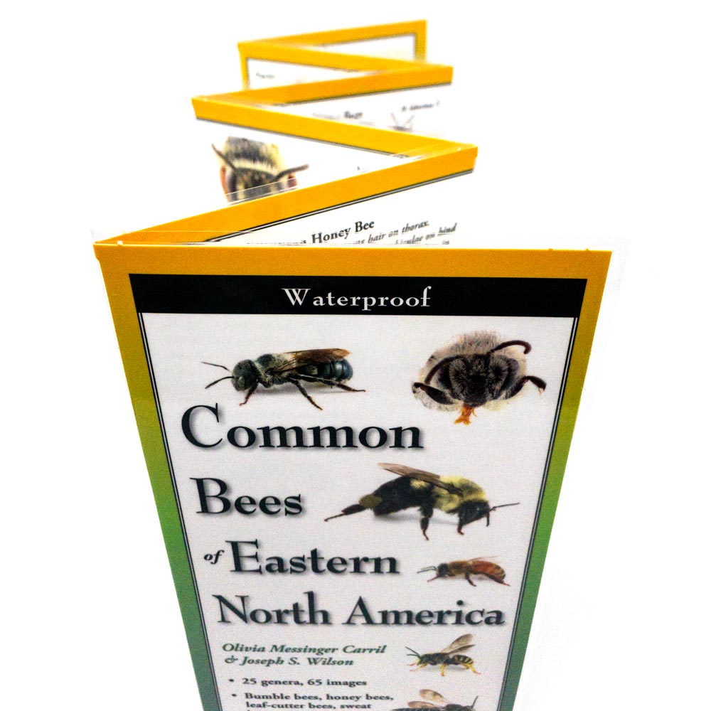 Common Bees of Eastern North America - Identification Guide