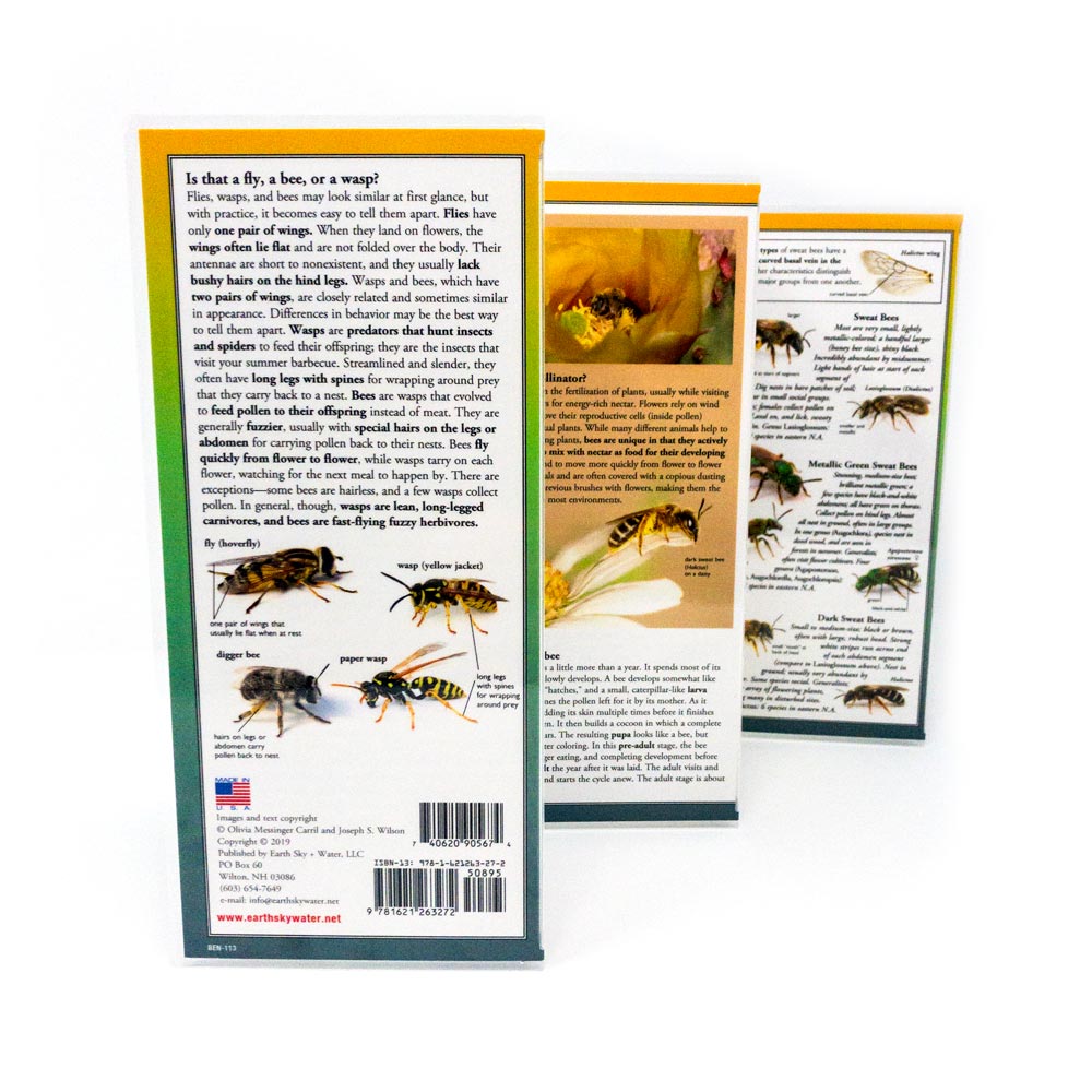 Common Bees of Eastern North America - Identification Guide