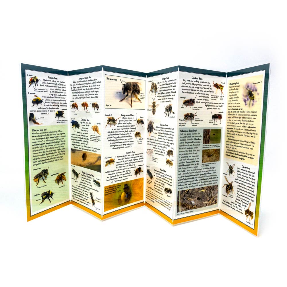 
                  
                    Common Bees of Western North America - Identification Guide
                  
                