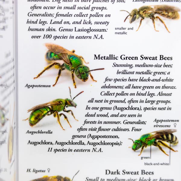 Common Bees of Eastern North America - Identification Guide