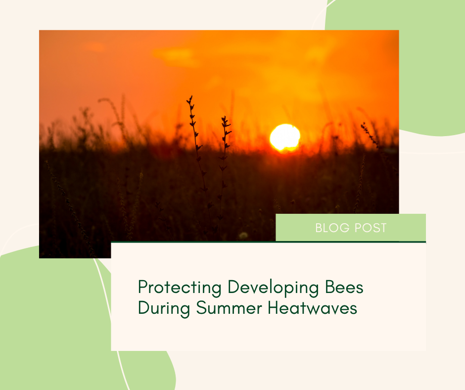 Protecting Developing Bees During Summer Heatwaves