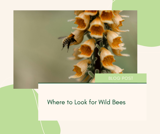 Where to Look for Wild Bees
