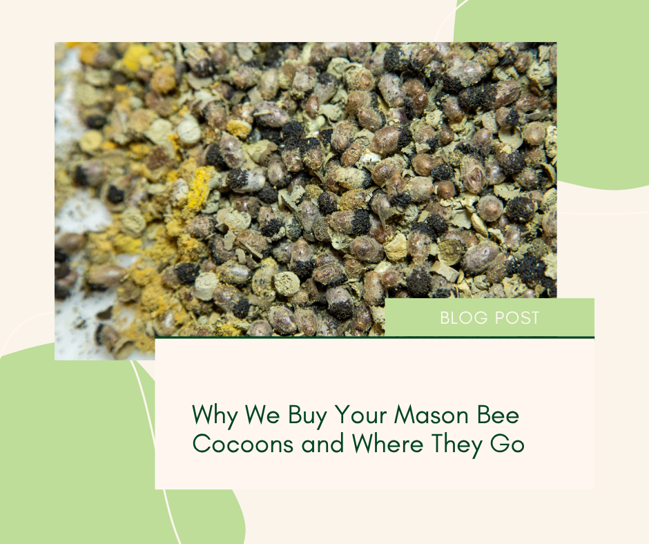 Why We Buy Your Mason Bee Cocoons and Where They Go