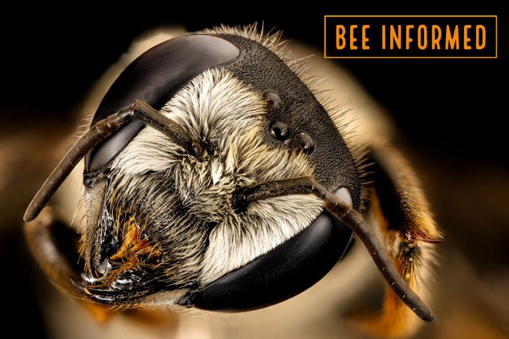 Bee Informed: Bee Toxic Pesticides, Bee Competition, Seed Mix Composition