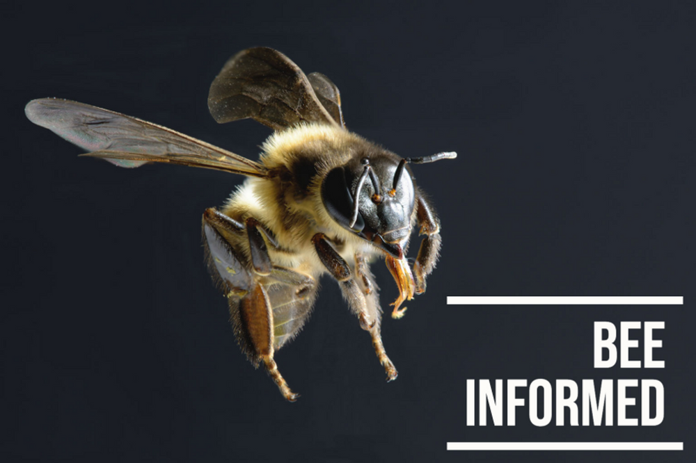 Bee Informed: The Insect Apocalypse, Tracking the Invasive Giant Hornet, and A Vision For More Sustainable Farmlands