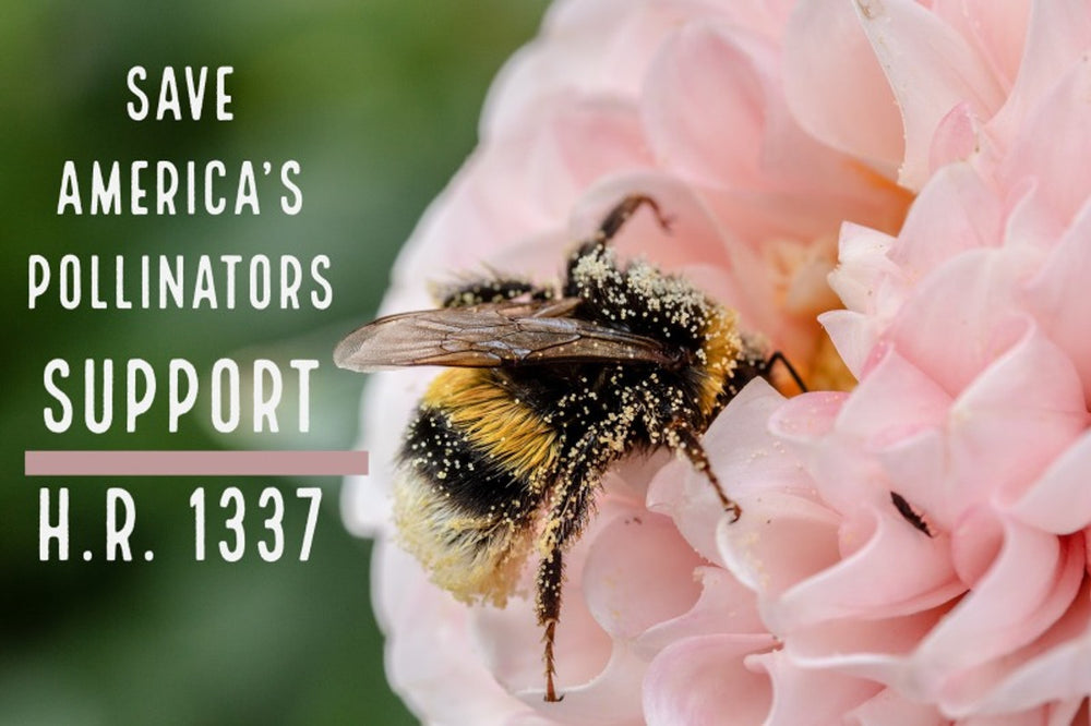 Bee Informed: Saving America's Pollinators Act, Immunity to Pesticides, and Influx of Honey Bees