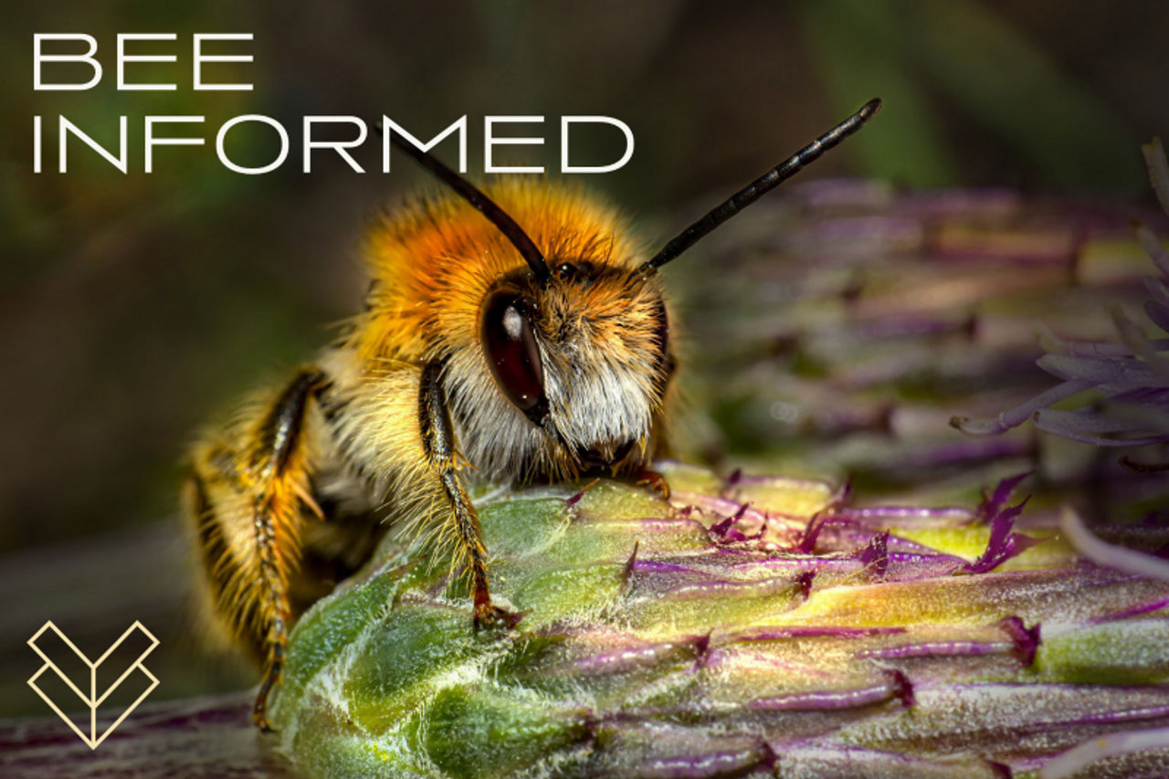 Bee Informed: Forest Bees, Greenhouse Pollinators, and Solar Field Bee Habitat