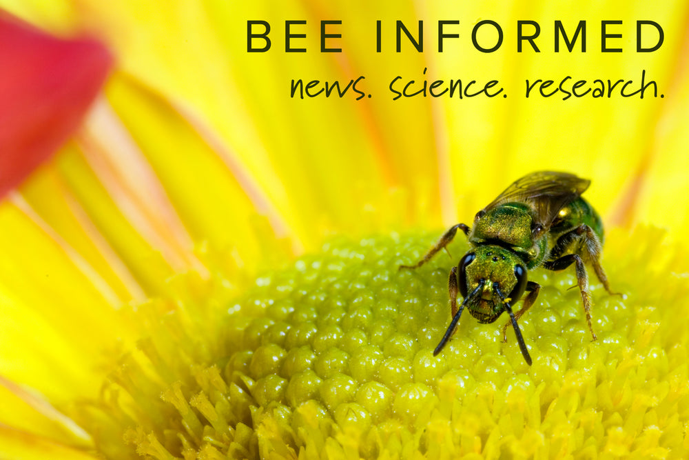 Bee Informed: Eliminating the Varroa Mite, Native Grasses to Revitalize Your Yard, Solitary Wasps, and Increased Pathogens in Urban Bees
