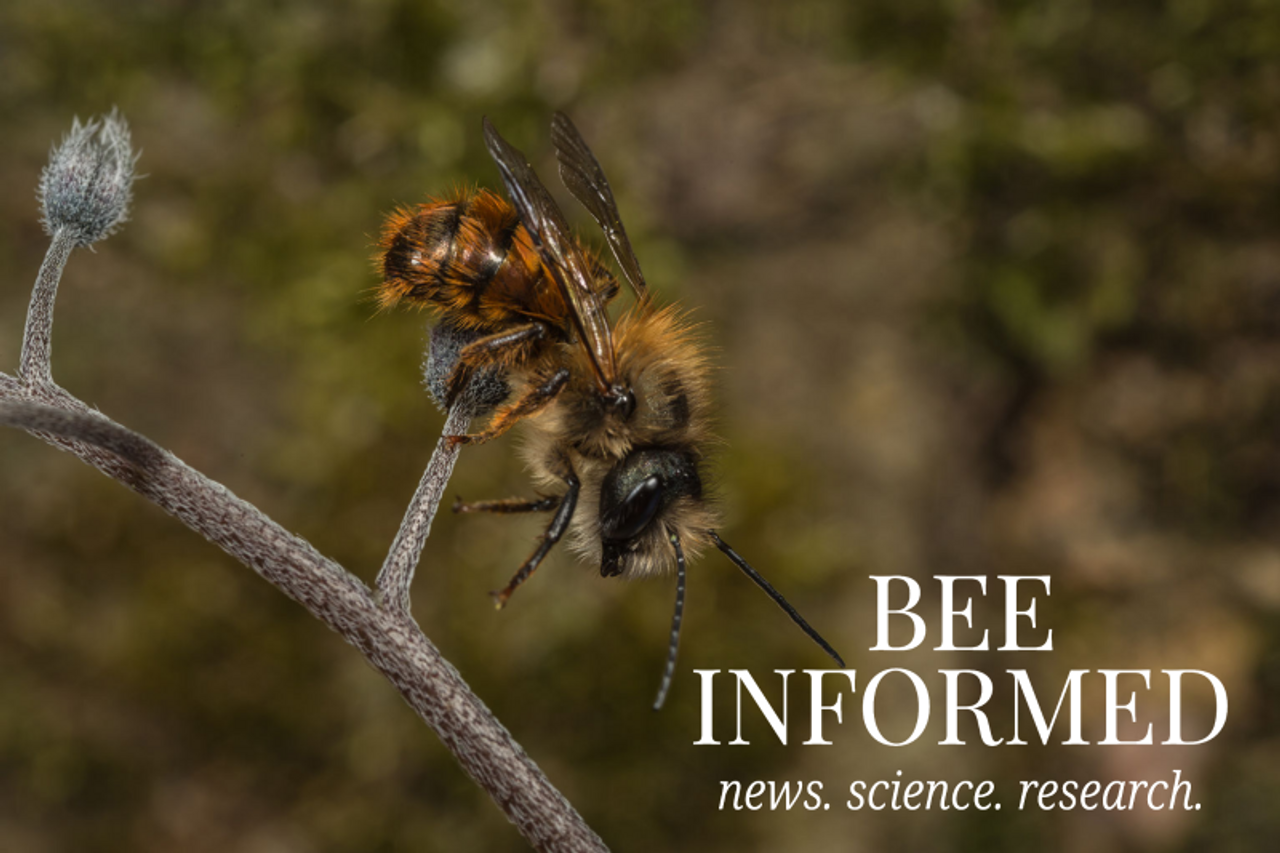 Bee Informed: Vaccinating Bees, Winter-Blooming Plants for Bees, Free Native Pollinators Webinar, and Global Pollinator Losses Tied to Early Deaths