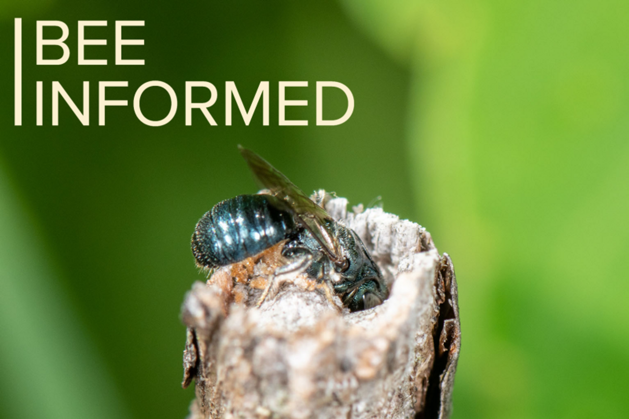 Bee Informed: Bees Change from Solitary to Social, Bees are Fish, Ecol