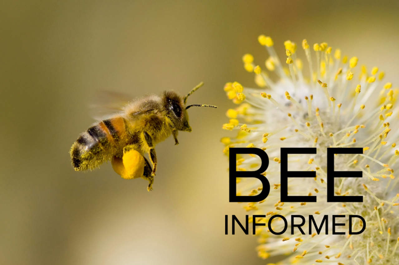 Bee Help Bee Informed: Help Bees With No-Mow May, Stingless Bees Make Medicinal
