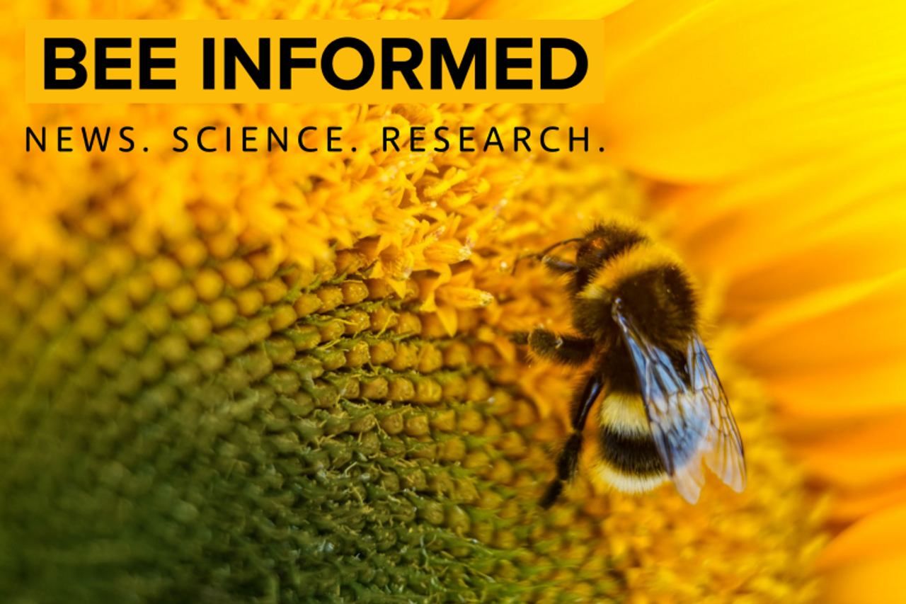 Bee Informed: Students Raise Mason Bees At Orcas School, Lava Hole Bee