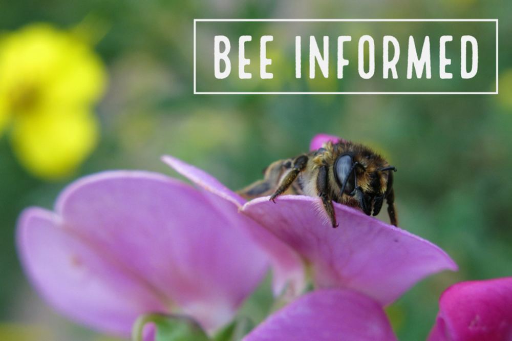 Bee Informed: Helping Trees (and Bees), Neonics Harm Bees, New Bee Lawn Resource