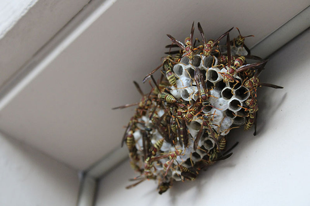 A Natural Deterrent for Social Wasp Nests