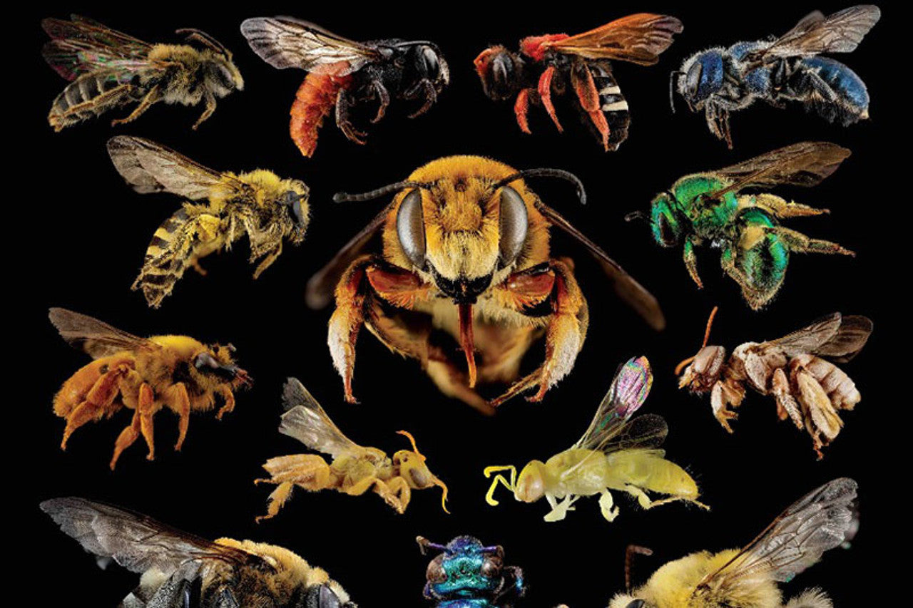 5 Major Causes of Global Insect Declines & How to be Part of the Solution